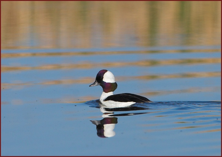 Bufflehead