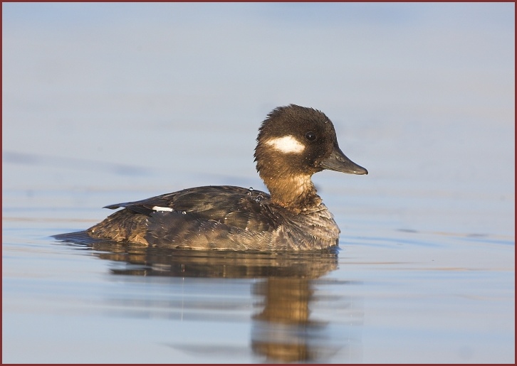 Bufflehead female