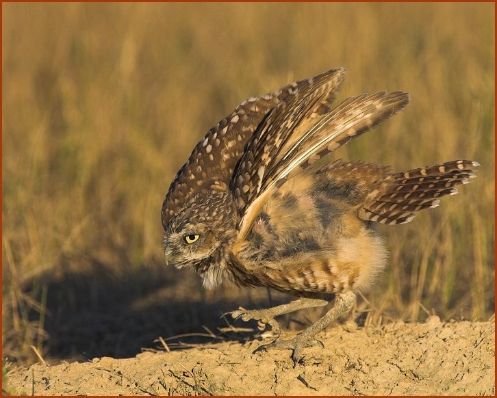 Burrowing Owl