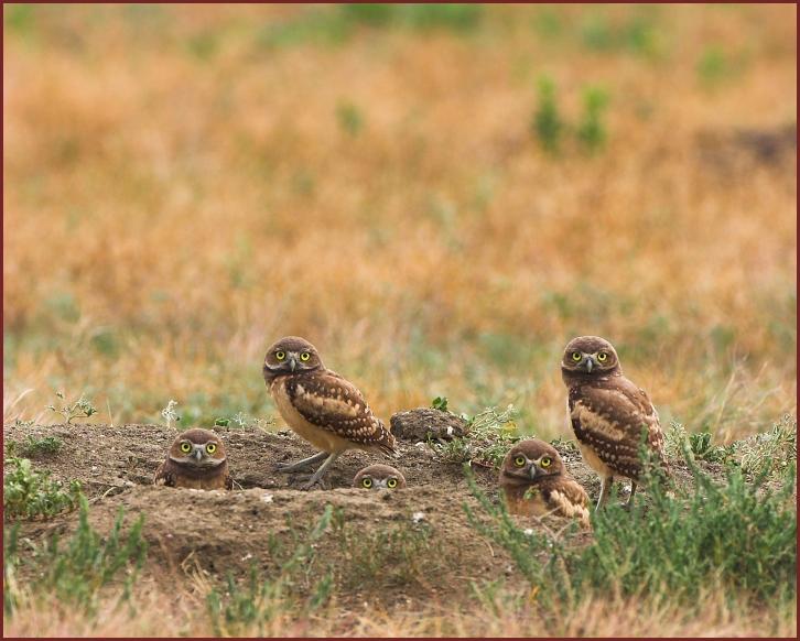 Burrowing Owl young