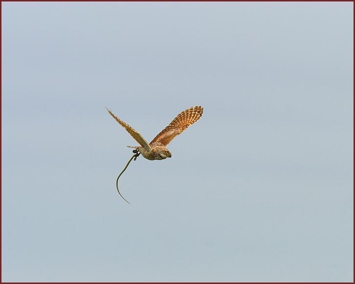 Burrowing Owl with snake