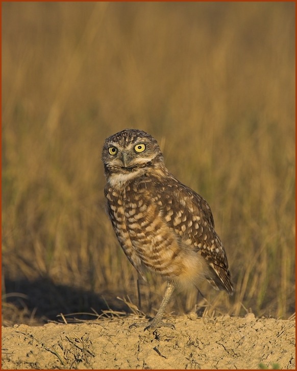 Burrowing Owl