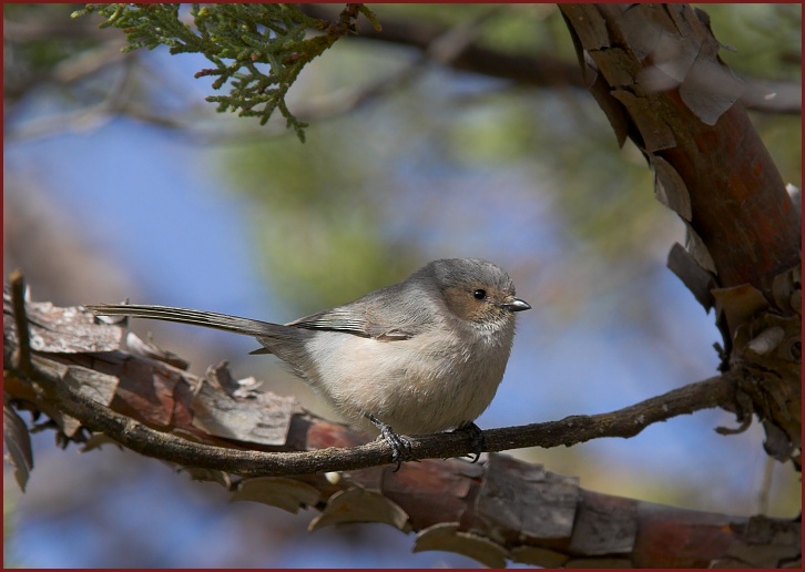 bushtit