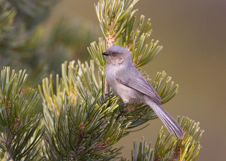 bushtit