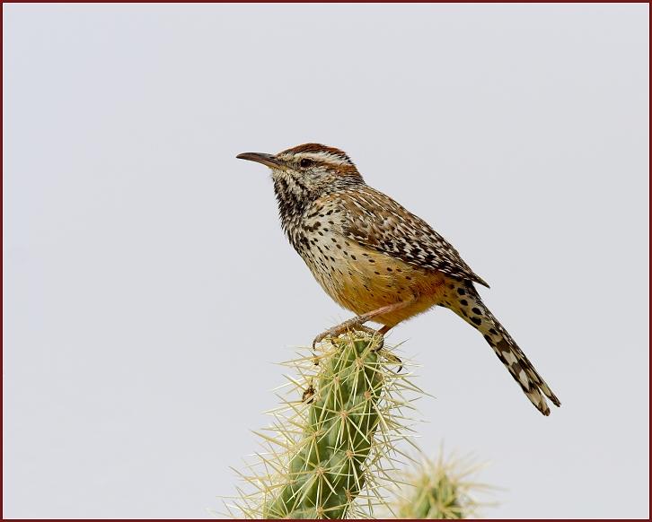 cactus wren