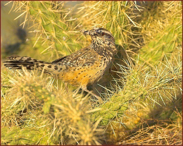 cactus wren