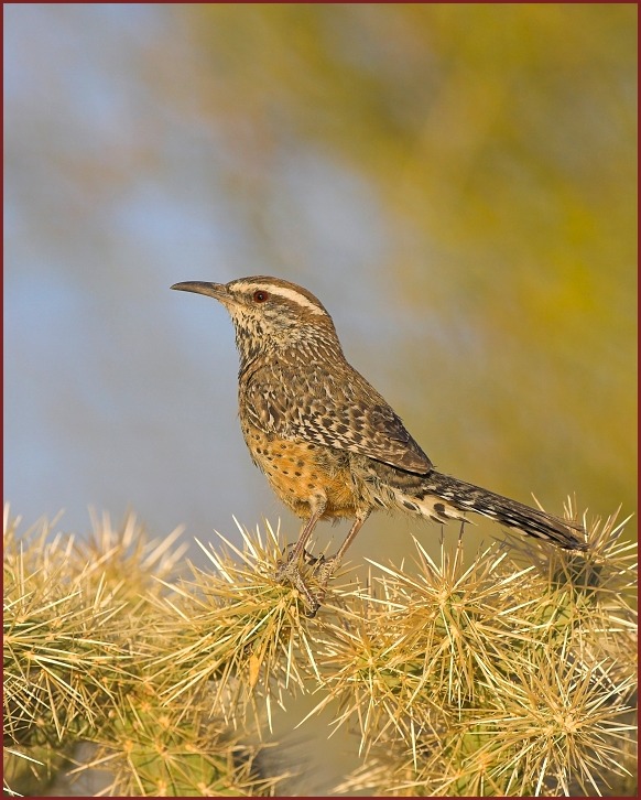 cactus wren