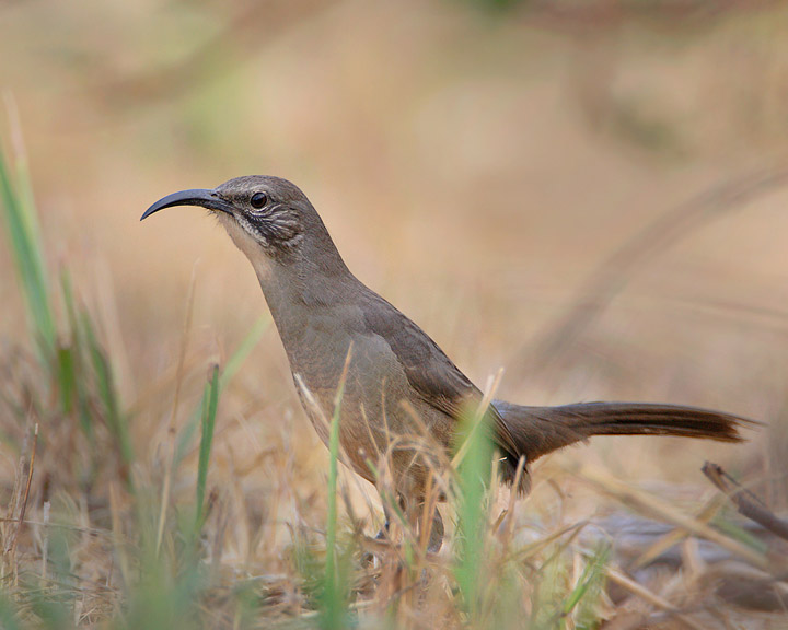 California Thrasher