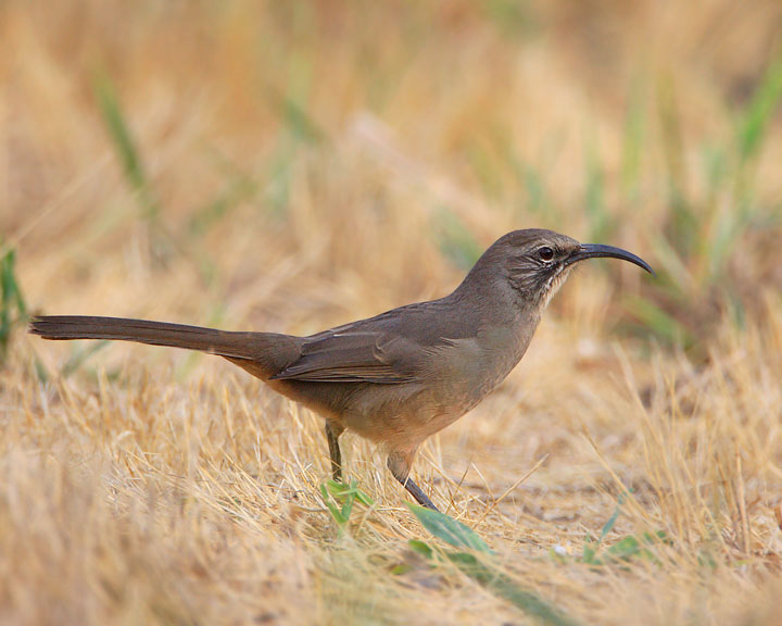 California Thrasher