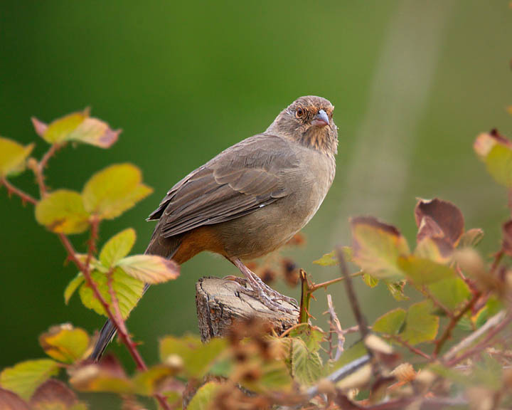 California Towhee