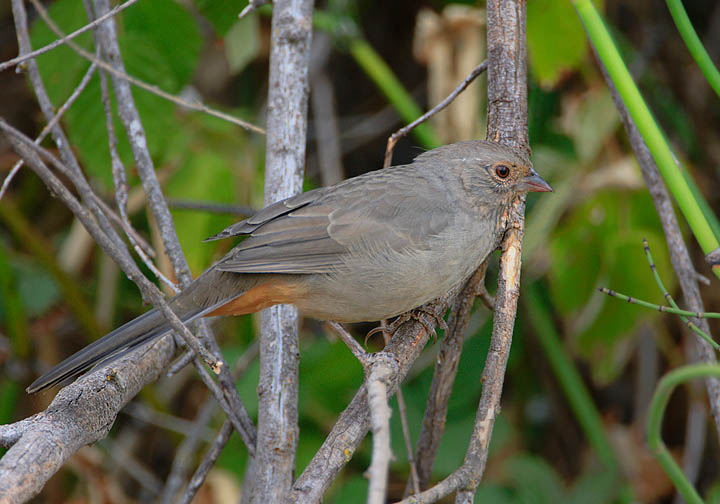 California Towhee