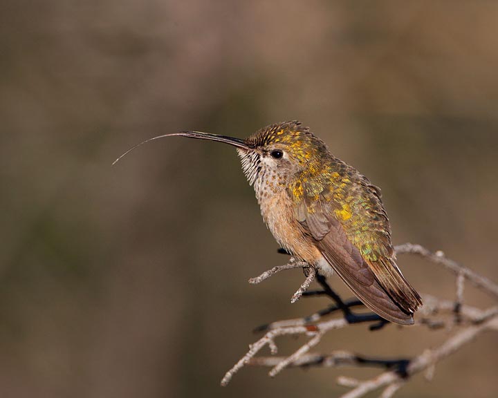 Calliope Hummingbird