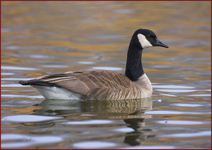 Cackling Goose