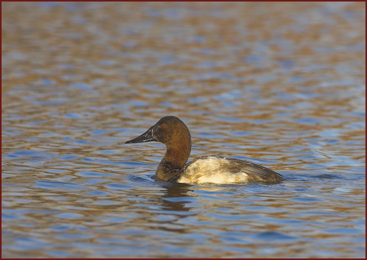 Canvasback