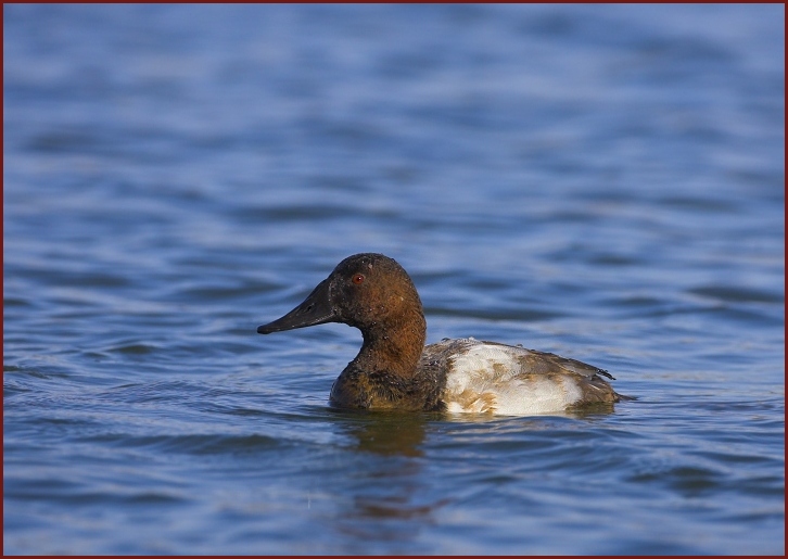 Canvasback