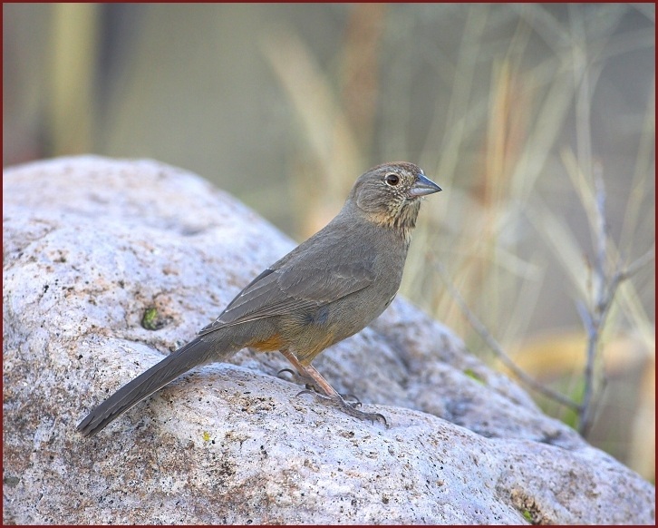 Canyon Towhee