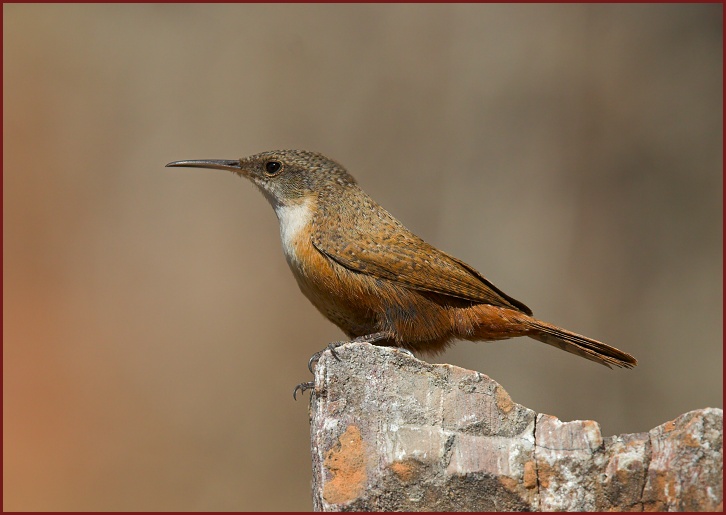 canyon wren