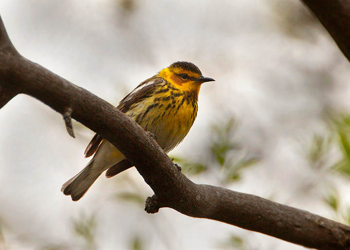 Cape May Warbler