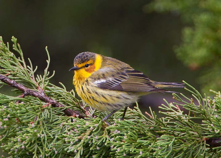 cape may warbler