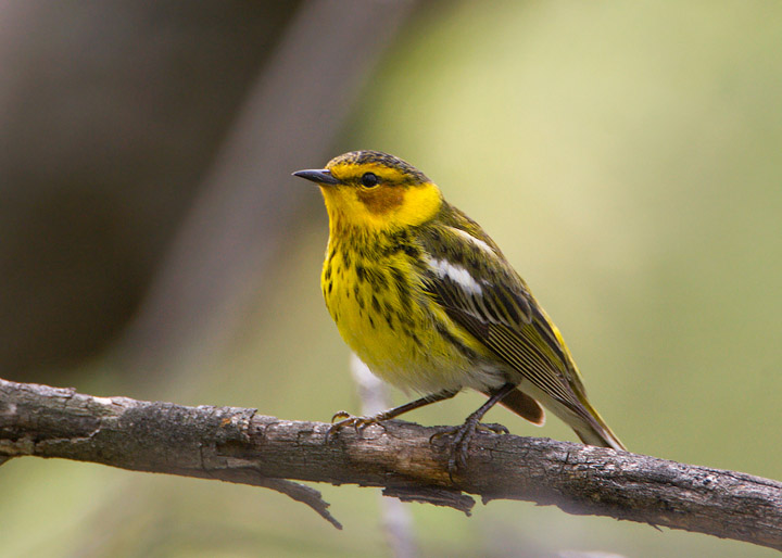 cape may warbler