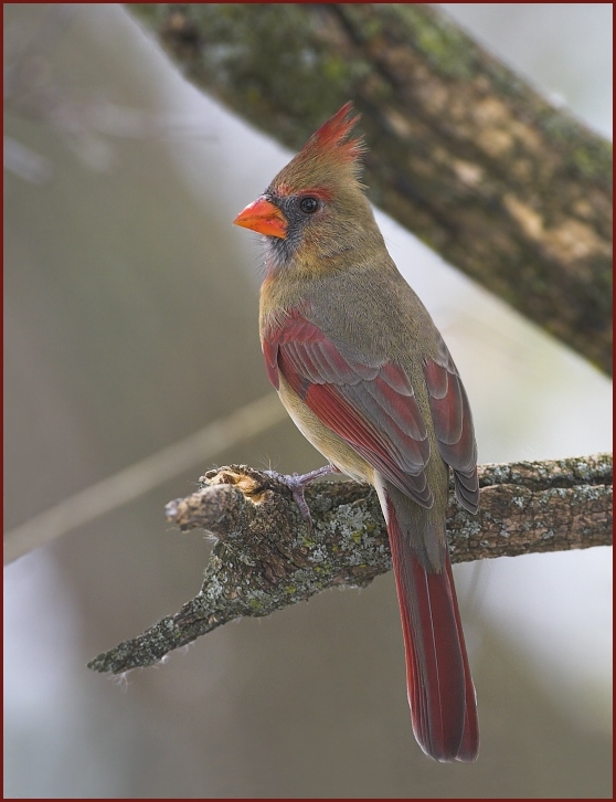 northern cardinal