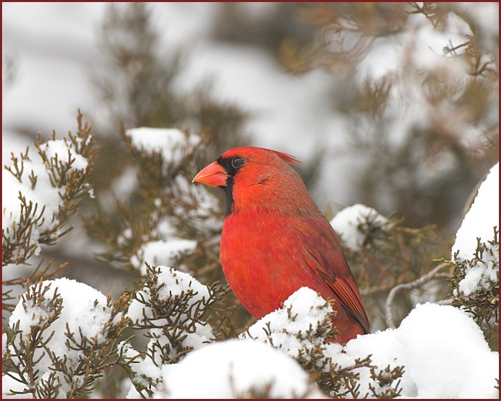 northern cardinal