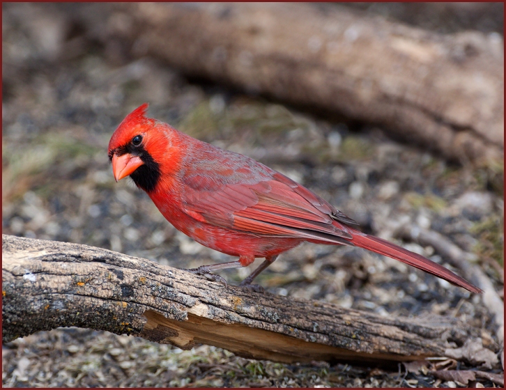 northern cardinal