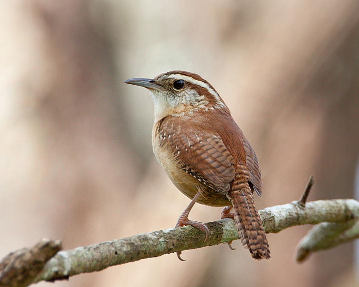 Carolina Wren