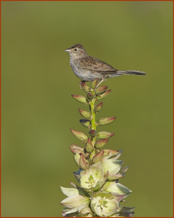 Cassin's Sparrow