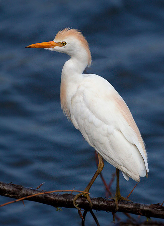 Cattle Egret