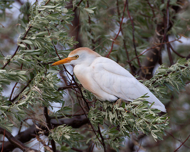 Cattle Egret