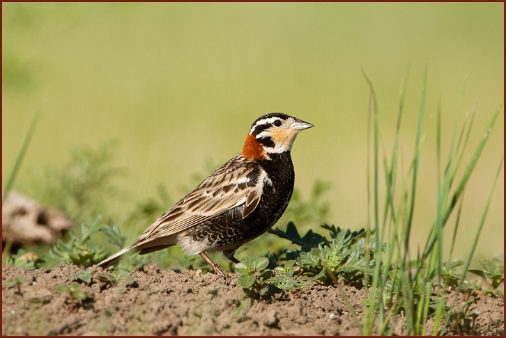 chestnut-collared longspur