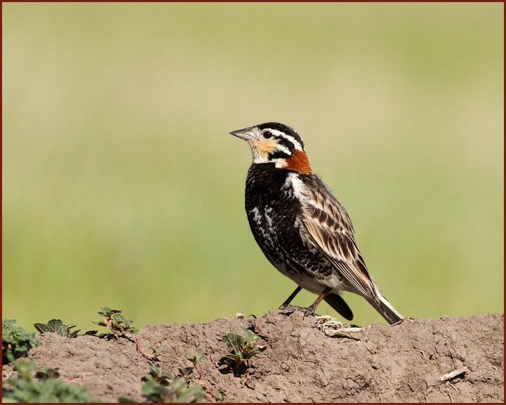 chestnut-collared longspur