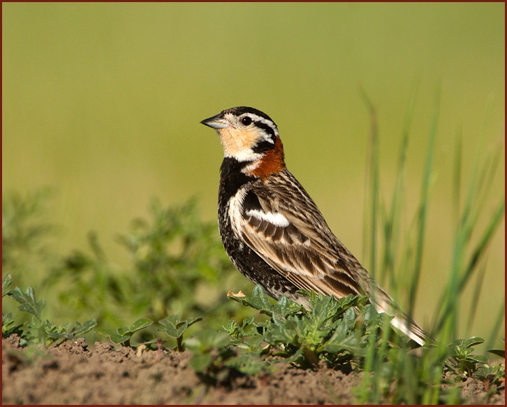 chestnut-collared longspur