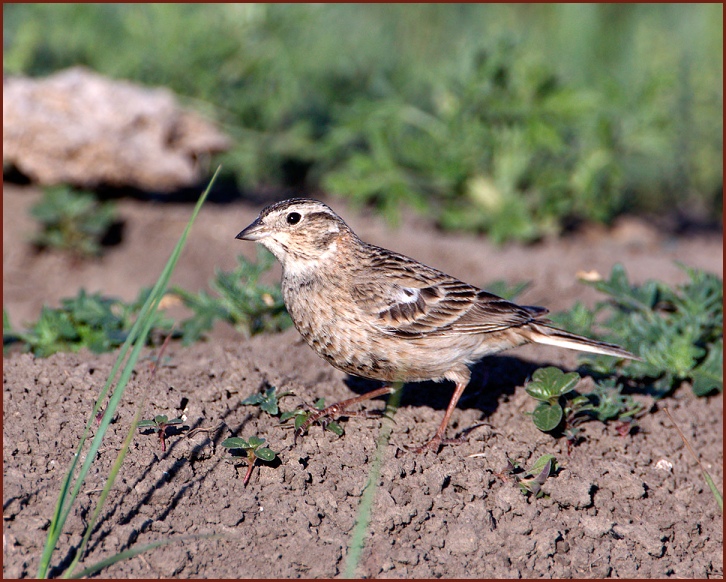 chestnut-collared longspur female