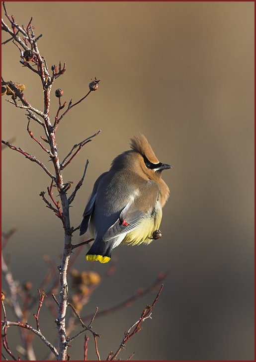 Cedar Waxwing