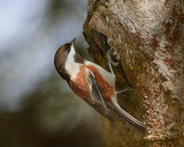 Chestnut-backed Chickadee