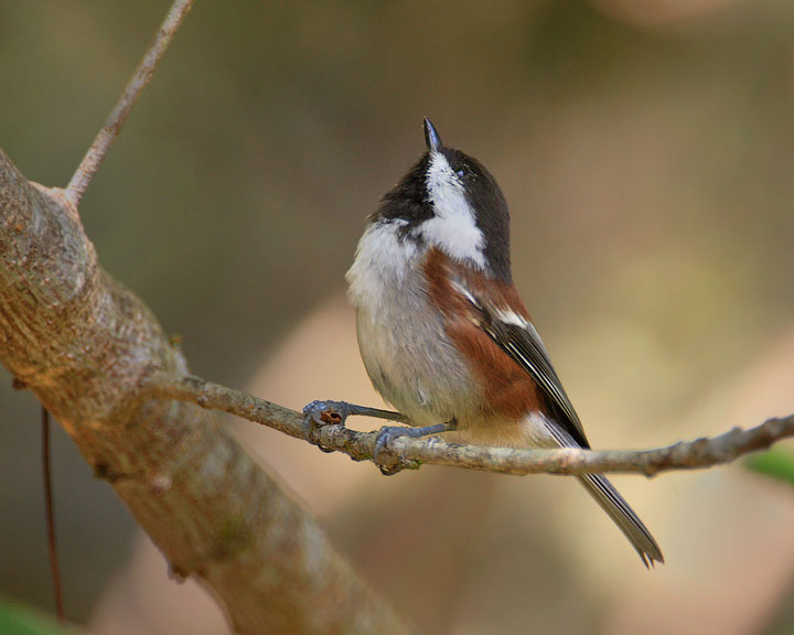 Chestnut-backed Chickadee