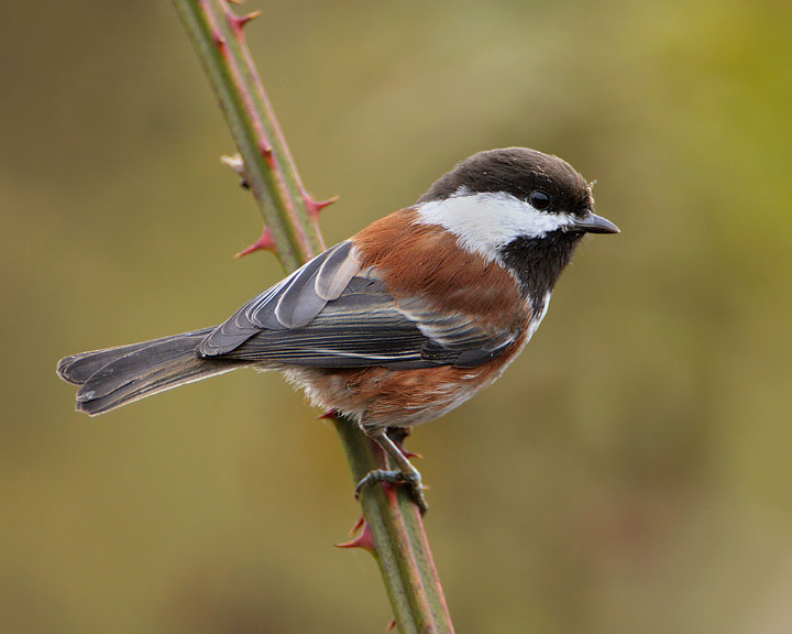 Chestnut-backed Chickadee