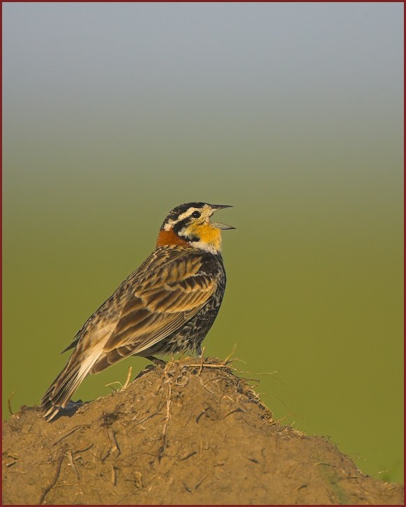 Chestnut-collared Longspur