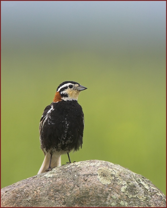 Chestnut-collared Longspur