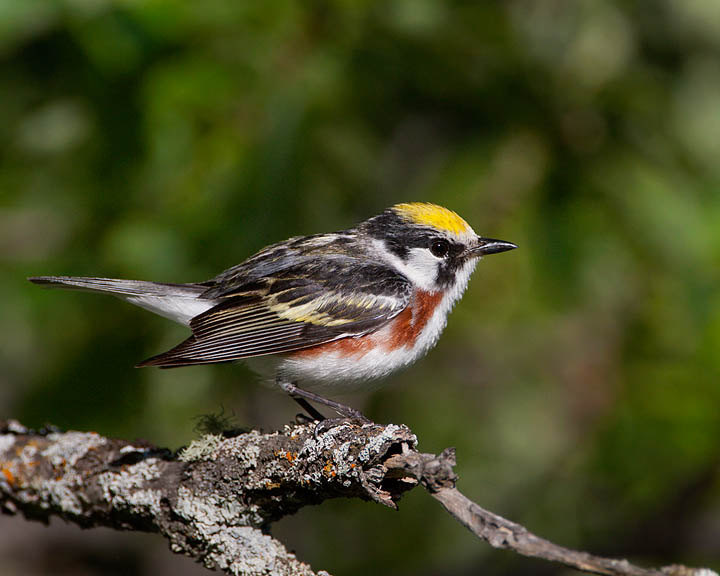 chestnut-sided warbler