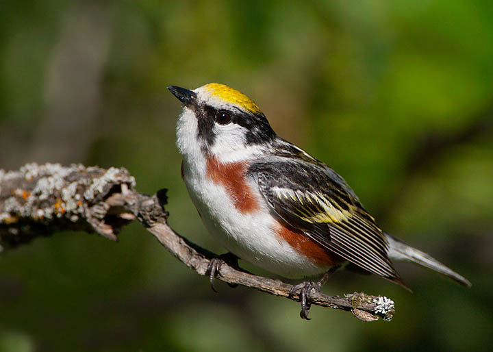 chestnut-sided warbler