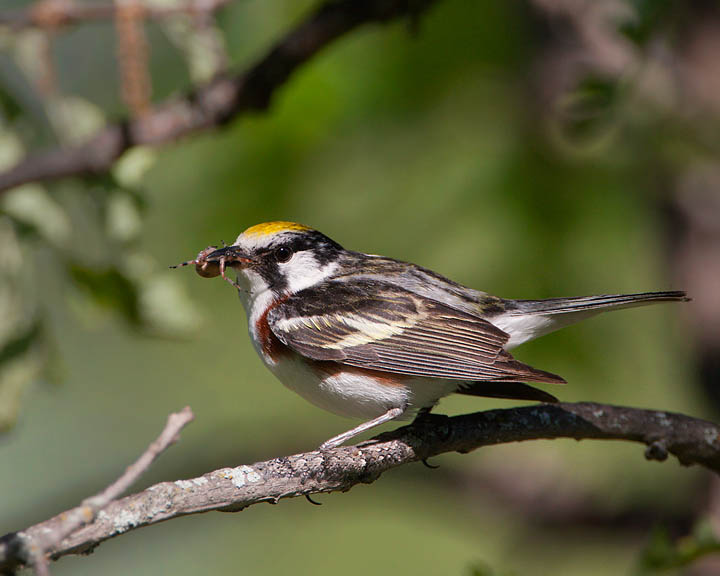 chestnut-sided warbler