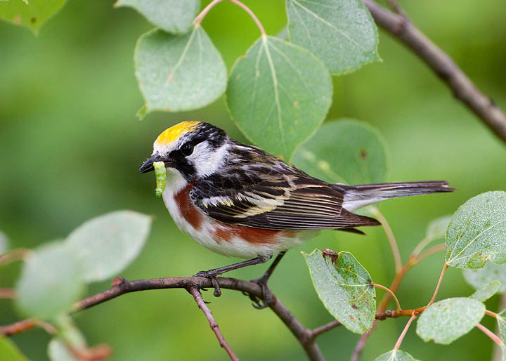 chestnut-sided warbler