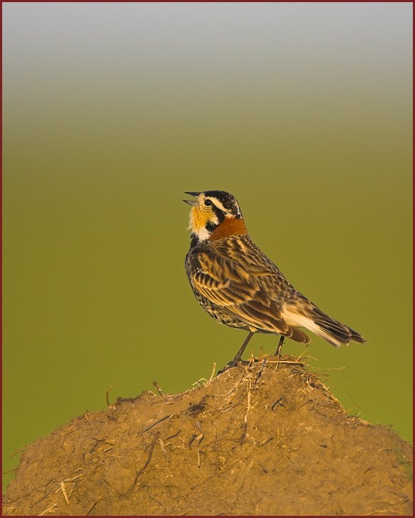 Chestnut-collared Longspur