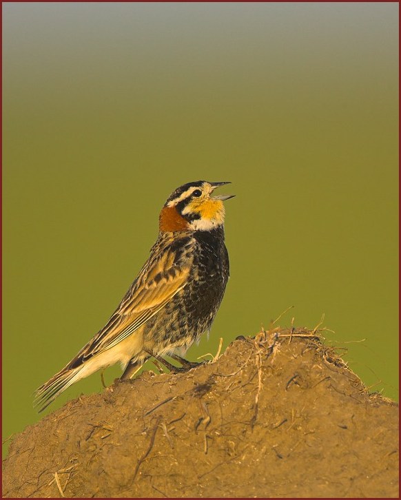 Chestnut-collared Longspur