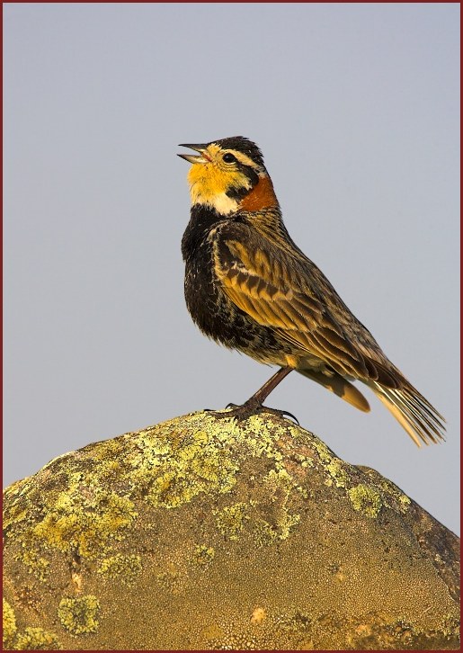 Chestnut-collared Longspur