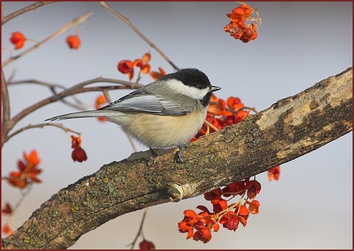 Black-capped Chickadee