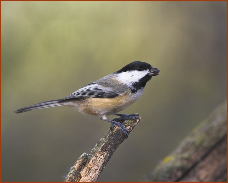 Black-capped Chickadee